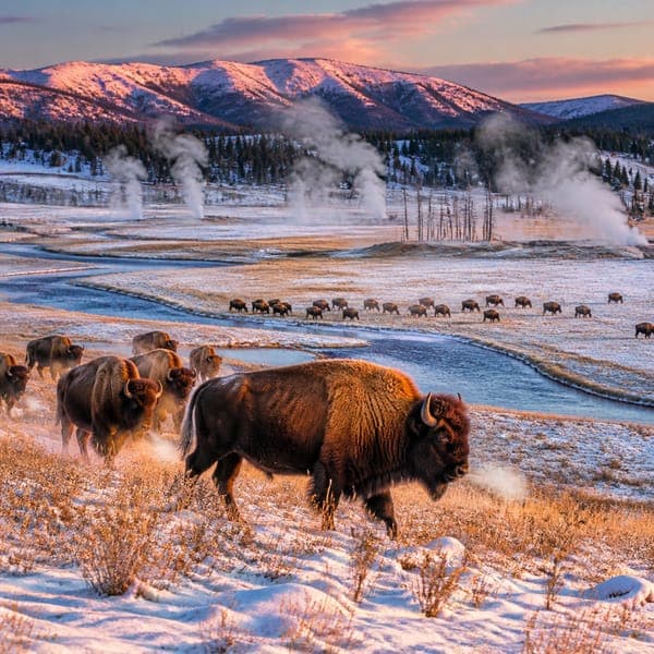 American Bison jigsaw puzzle