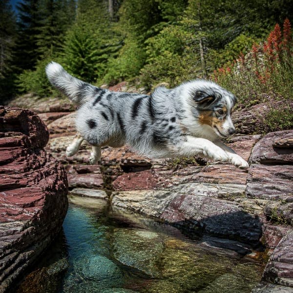 Australian Shepherd jigsaw puzzle