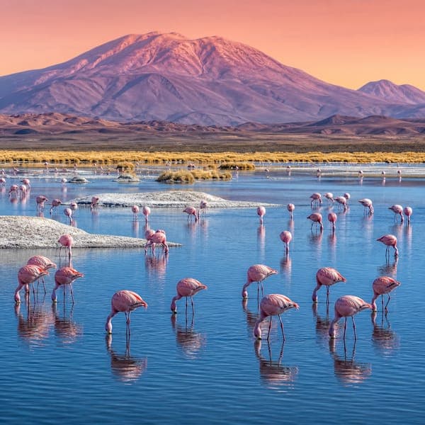 Flamingos jigsaw puzzle