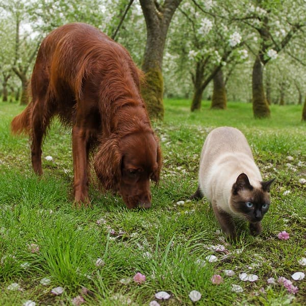 Setter & Siamese jigsaw puzzle