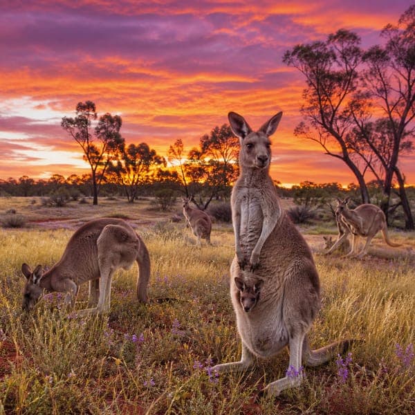 Kangaroos jigsaw puzzle
