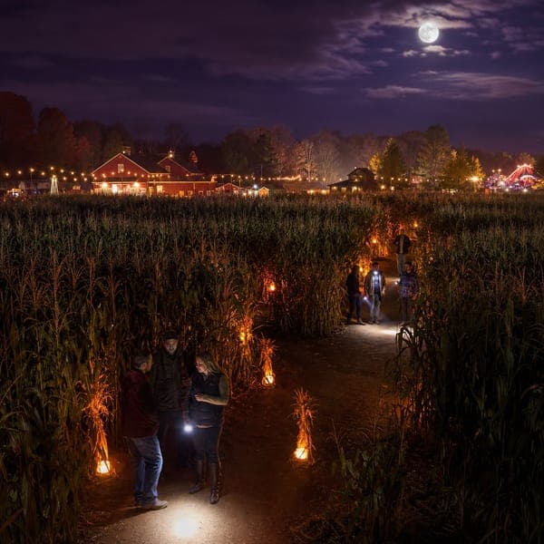 The Night Corn Maze jigsaw puzzle — Lanterns winding through a corn maze under a saturated night sky.