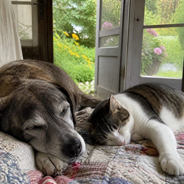 Old Friends jigsaw puzzle