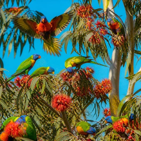 Rainbow Lorikeets jigsaw puzzle