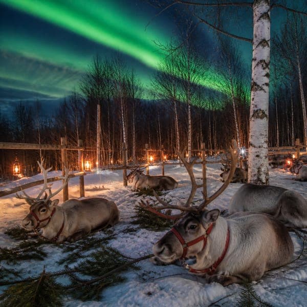 Reindeer & Northern Lights jigsaw puzzle