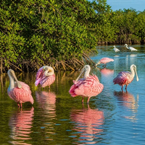 Roseate Spoonbills jigsaw puzzle