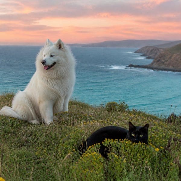 Samoyed & Black Cat jigsaw puzzle