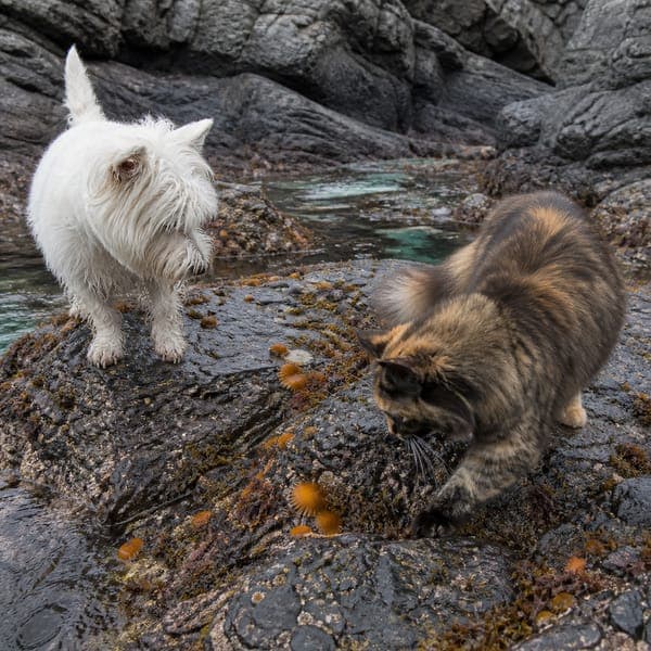 Westie at the Tide Pools jigsaw puzzle