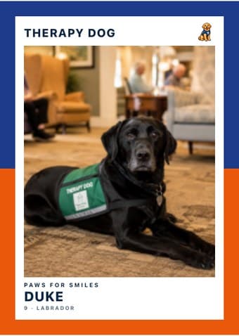 Therapy Dog card in the Split Halves design — a border split into two colors top and bottom, the photo centered between them, and the name and details on a white footer